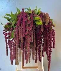 Amaranthus Caudatus Rosary 80cm