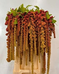 Amaranthus Caudatus Coral Fountain 80cm