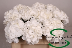 Hydrangea Royal Princess 50cm 12-14cm Hd
