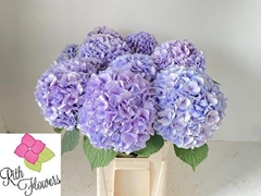 Hydrangea Royal Grandeur 80cm 20-22cm Hd