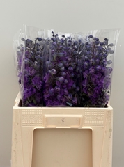 Delphinium Double Dev Purple Heart 60cm