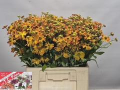 Helenium Orange Beauty 60cm