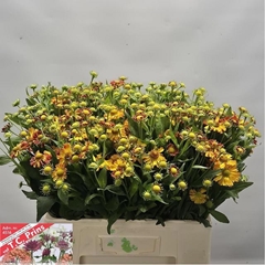 Helenium Orange Beauty 55cm