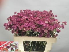 Astrantia Rosita 55cm