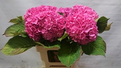 Hydrangea Bodensee Pink 55cm 12-14cm Hd