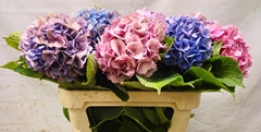 Hydrangea Mix 70cm 15-17cm Hd