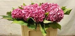 Hydrangea Bodensee Pink 45cm 11-13cm Hd