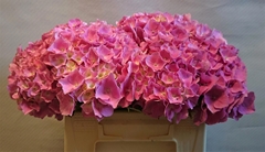 Hydrangea Bodensee Pink 30cm 10-12cm Hd