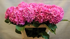 Hydrangea Bodensee Pink 70cm 14-16cm Hd