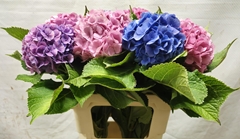 Hydrangea Mix 55cm 13-15cm Hd