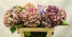 Hydrangea Bodensee Classic 70cm 16-18cm Hd