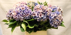 Hydrangea Bodensee Classic 90cm 16-18cm Hd