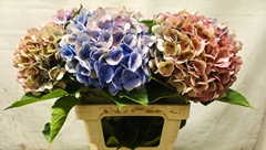 Hydrangea Bodensee Classic 55cm 15-17cm Hd
