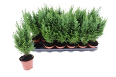 Chamaecyparis Ellwoodii 9Ø 35cm