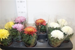 Chrysanth Cosmo Mix 9Ø 15cm