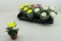 Chrysanth Cosmo Mix 9Ø 18cm
