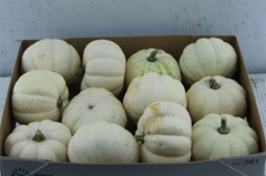 Cucurbita Pepo Baby Boo 24cm