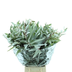 Eucalyptus Gloria Per Bunch 65cm 300gr.