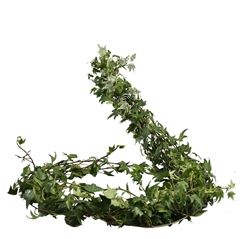 Hedera Twig Variegated 80cm