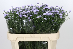Aster Astee Mini Baby Blue 70cm 15gr.
