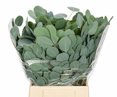 Eucalyptus Populus Per Bunch 50cm 150gr.