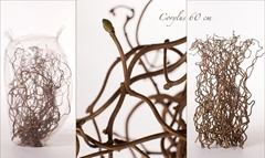 Corylus Contorta 60cm 2-year