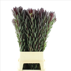 Leucadendron Safari Sunset 110cm