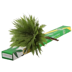 Sticherus Umbrella Per Bunch 50cm