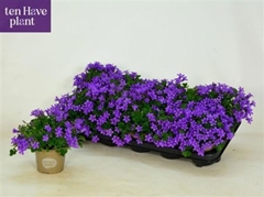 Campanula Porto 11Ø 20cm
