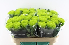Chrysanth Single Alemani 70cm 100gr.