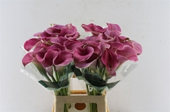 Zantedeschia Captain Romance 70cm