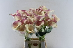 Zantedeschia Blushing Lady 80cm
