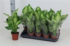 Dieffenbachia Compacta 12Ø 40cm
