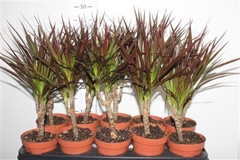 Dracaena Magenta 12Ø 40cm