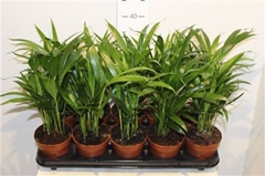 Dypsis Lutescens 12Ø 40cm