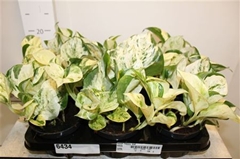 Epipremnum Happy Leaf 12Ø 20cm