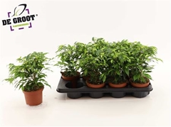 Ficus Benjamina Green Kinky 12Ø 30cm
