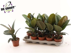 Ficus Robusta 12Ø 40cm