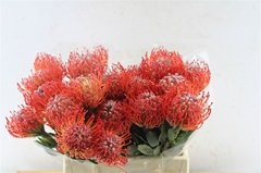 Leucospermum Rigoletto 40cm