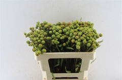Berzelia Galpinii 50cm