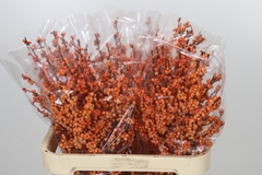 Ilex Verticillata Winter Gold 80cm