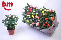 Rosa Beau Monde Mix 12Ø 28cm