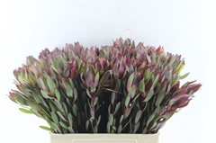 Leucadendron Senorita 60cm