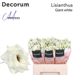 Eustoma Double Arena Giant White 60cm