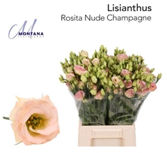Eustoma Double Rosita Champagne 45cm