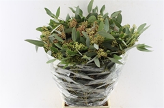 Eucalyptus Populus Berry Per Bunch 70cm 300gr.