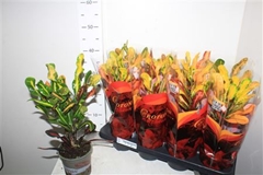 Codiaeum Big Leaf Mammi 13Ø 40cm