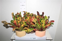 Codiaeum Big Leaf Mammi 13Ø 40cm