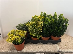 Euonymus Mix 13Ø 25cm