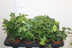 Hedera Helix Pittsburgh 13Ø 40cm